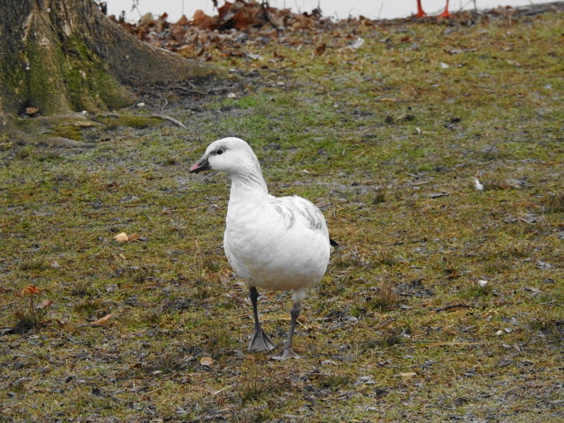 Zwergschneegans - ML612890471