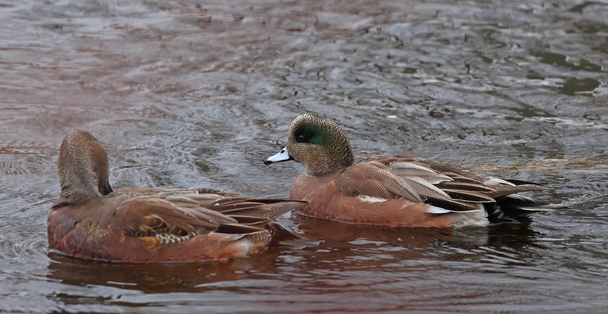 American Wigeon - John Alexander