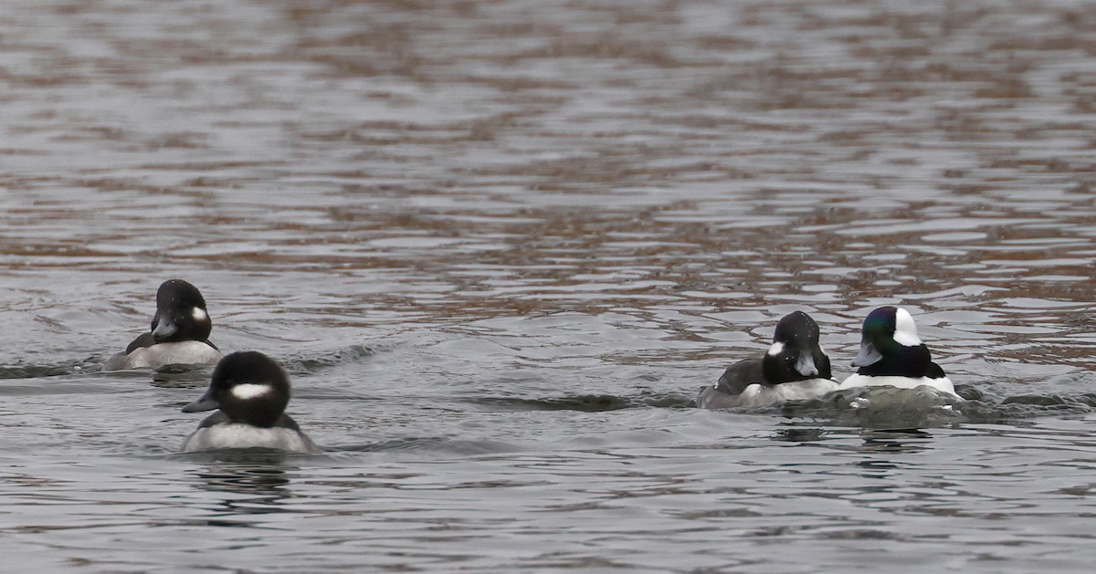 Bufflehead - John Alexander