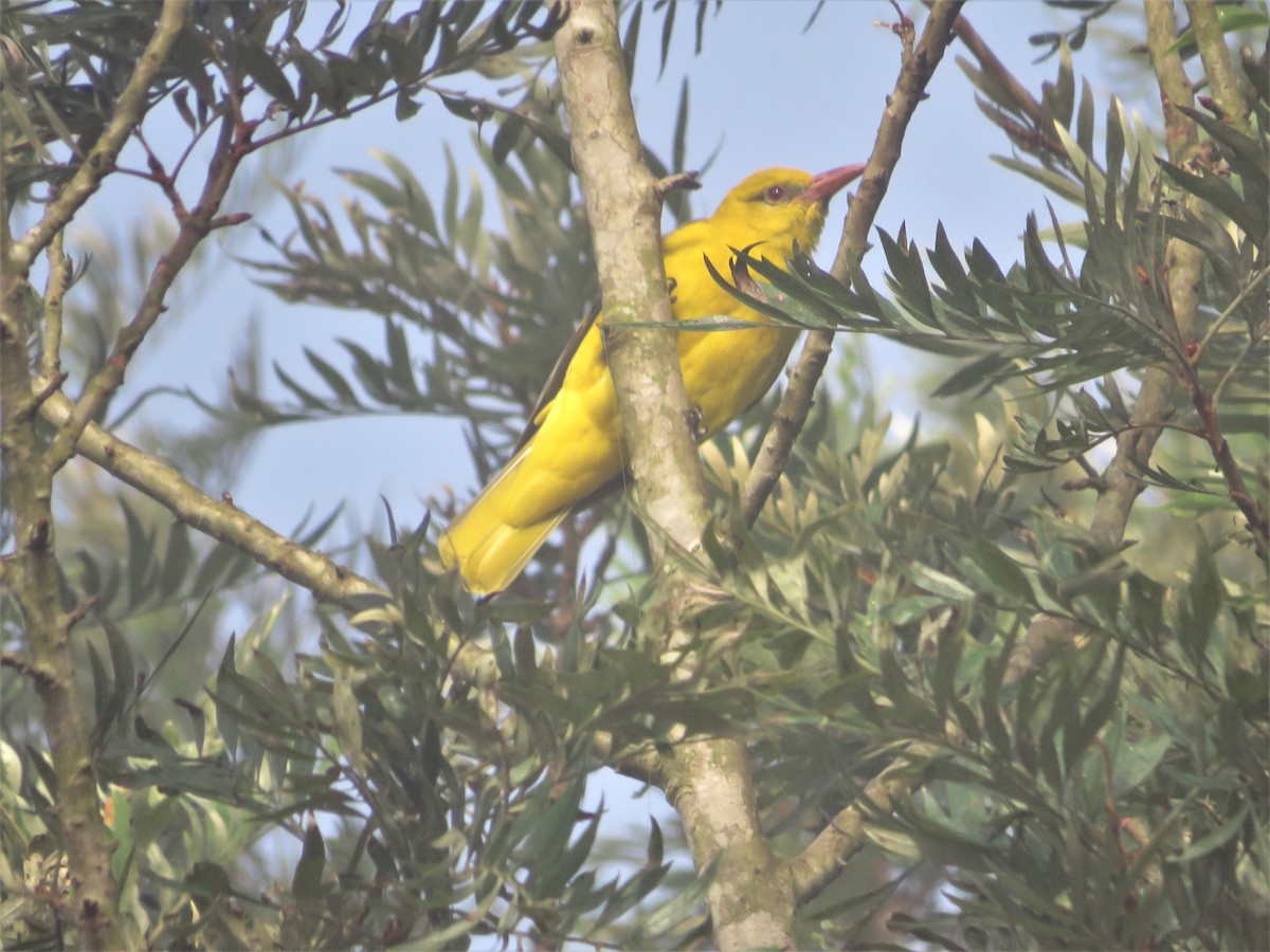 Indian Golden Oriole - ML612890538