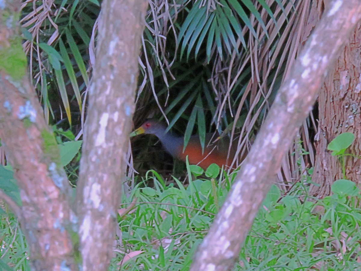 Gray-cowled Wood-Rail - Fernando Lotto