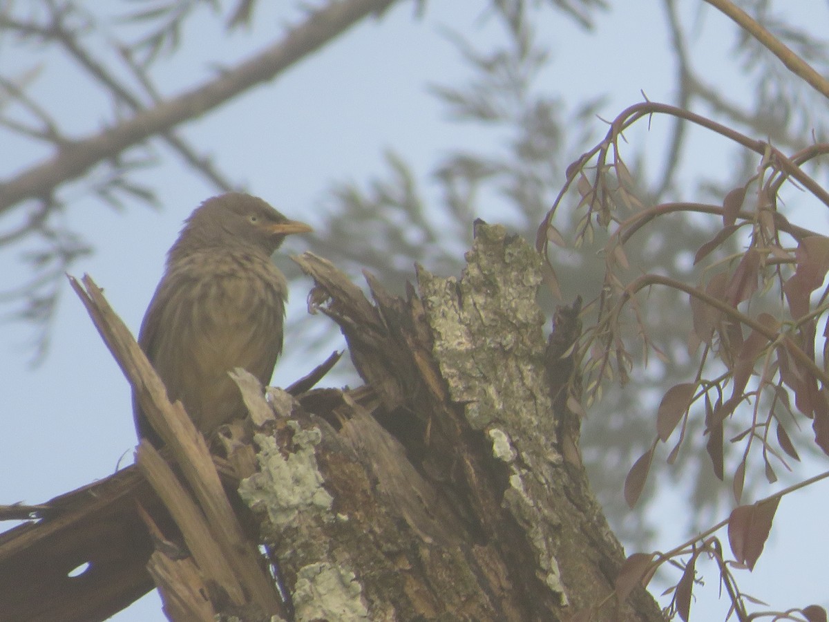 Jungle Babbler - ML612890560