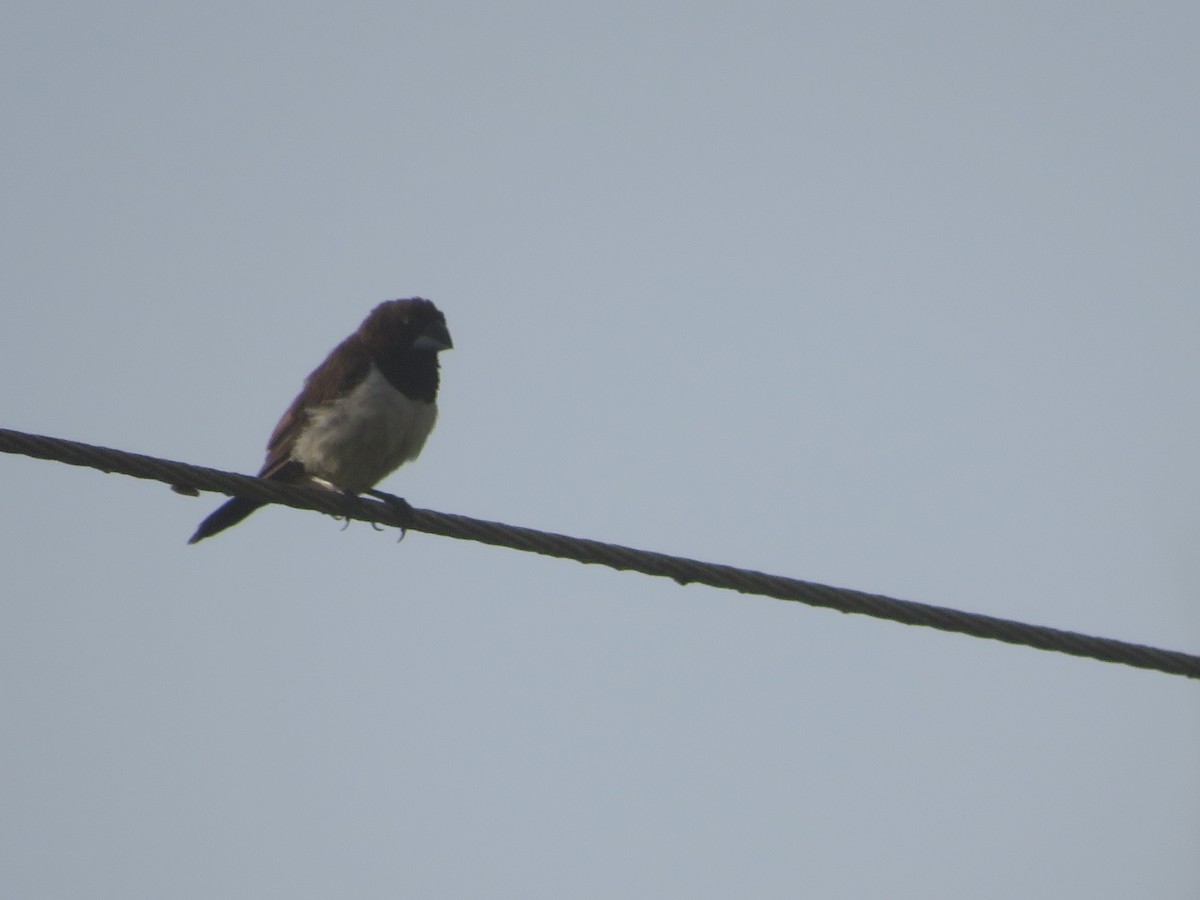 White-rumped Munia - ML612890575