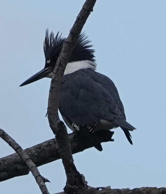 Belted Kingfisher - ML612890599
