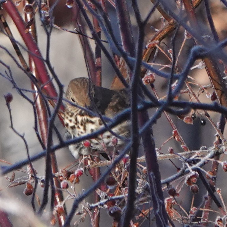 Hermit Thrush - ML612890616