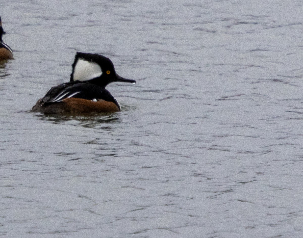 Hooded Merganser - ML612890669