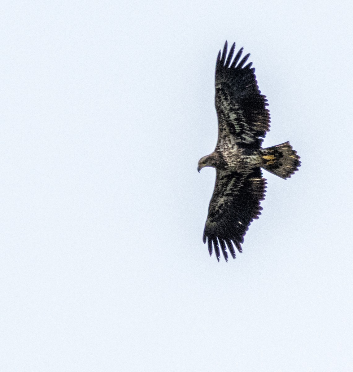 Bald Eagle - Rich White