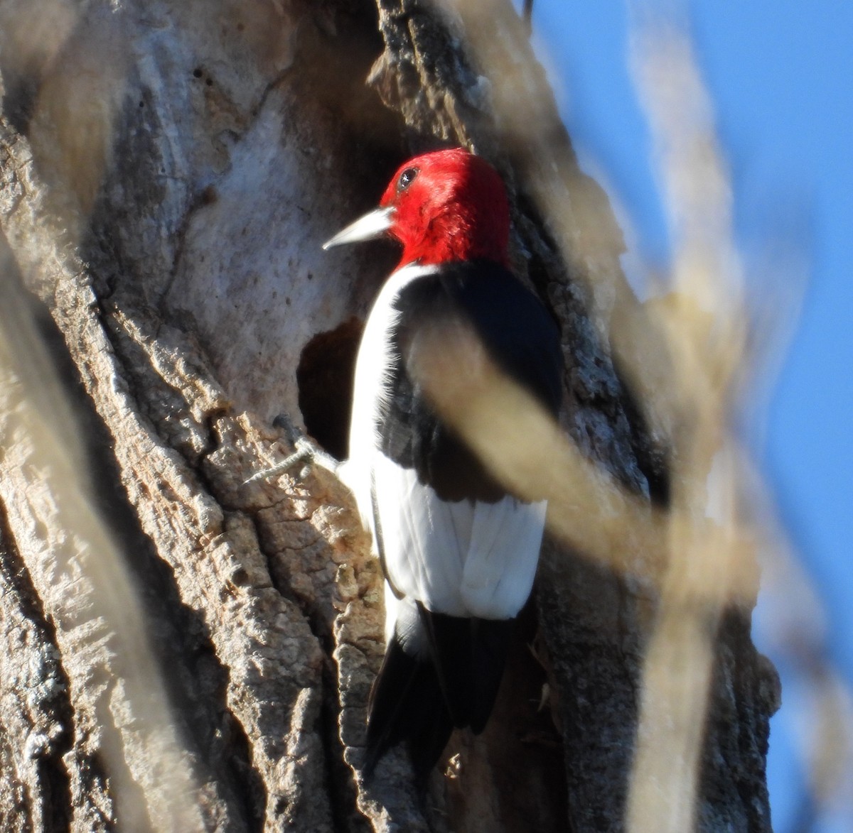 Red-headed Woodpecker - ML612890688