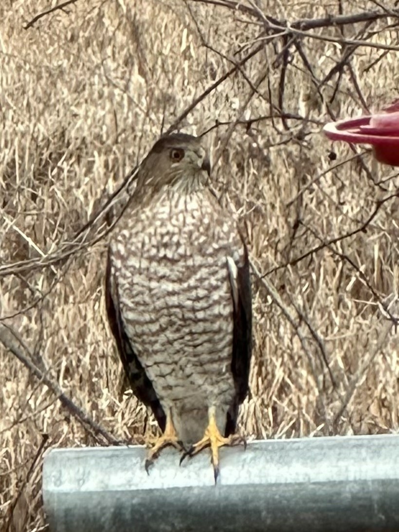 Cooper's Hawk - ML612890693