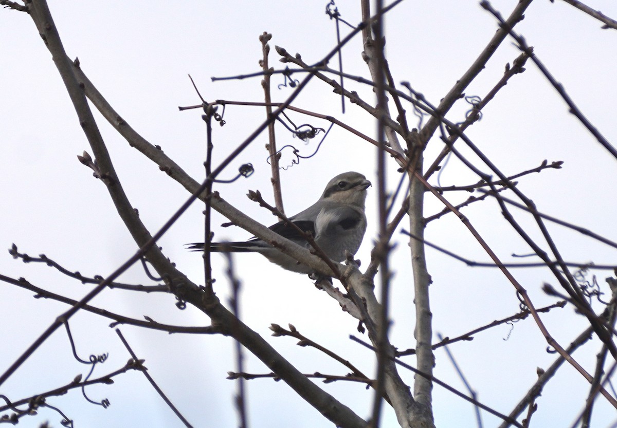 Northern Shrike - ML612890718