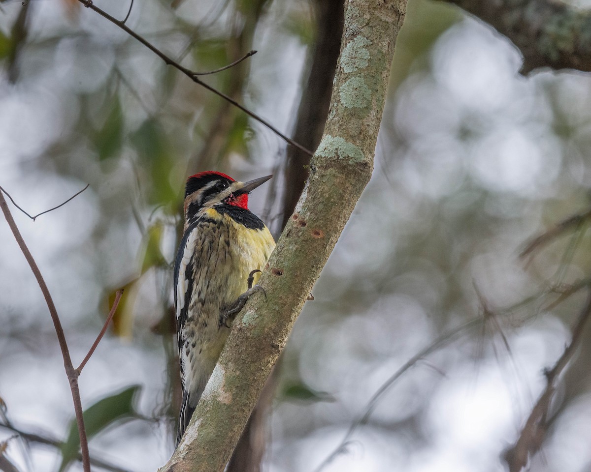 Yellow-bellied Sapsucker - Kevin Archer