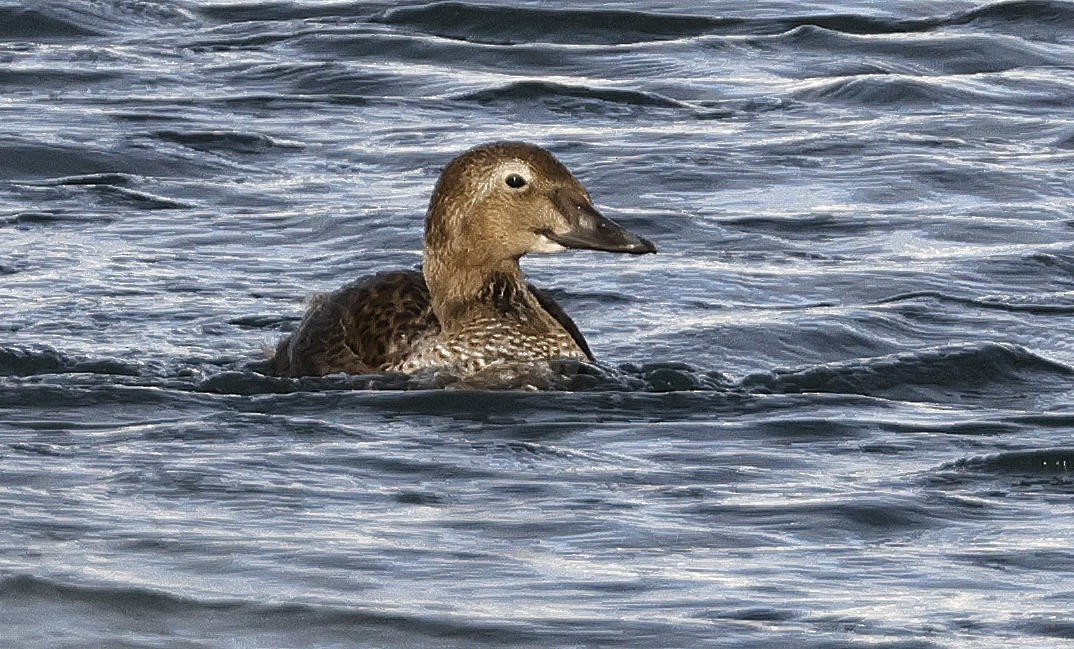 King Eider - ML612890855