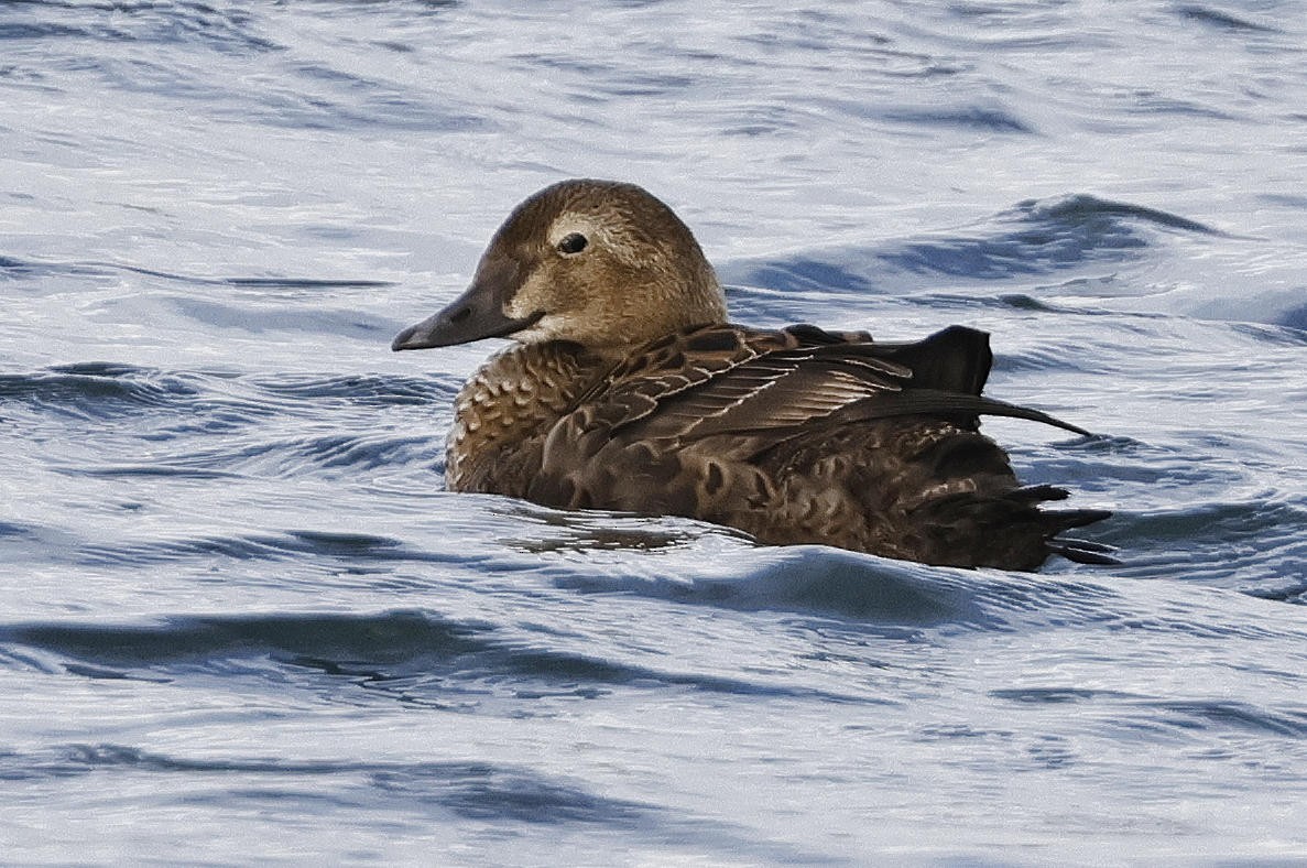 King Eider - Mark Dennis