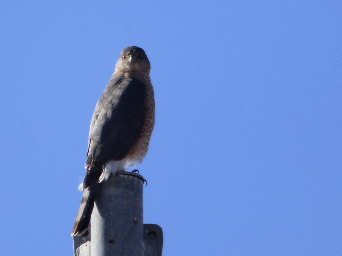 Cooper's Hawk - ML612890894