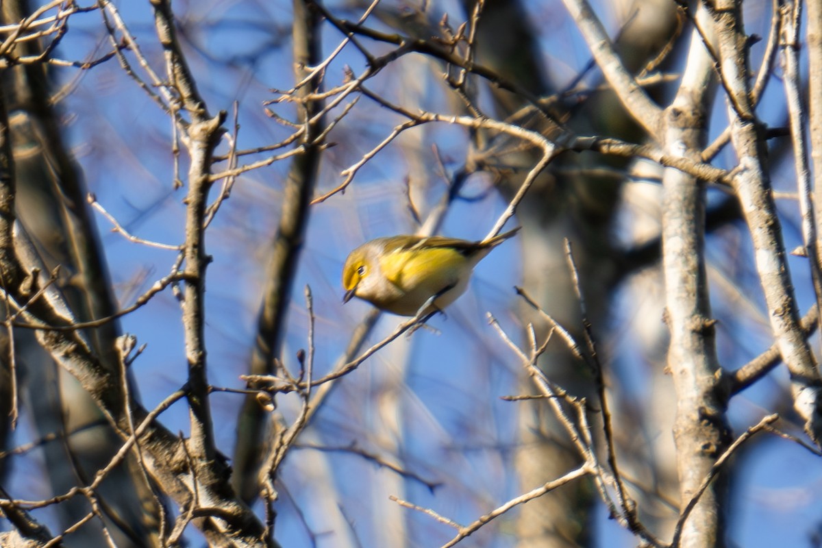 White-eyed Vireo - ML612890924