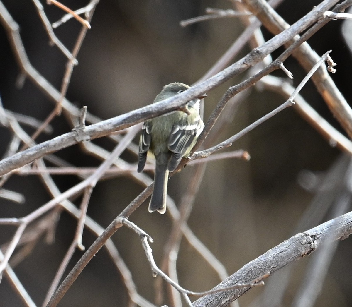 Hammond's Flycatcher - ML612890932