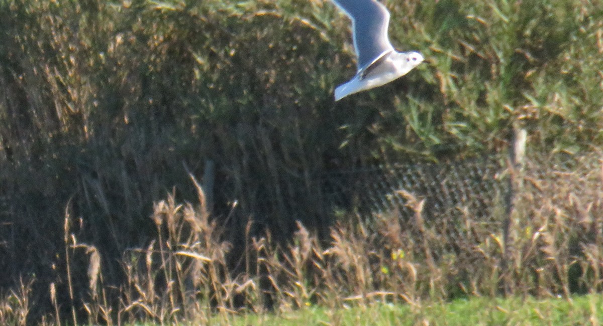 Mouette pygmée - ML612890954