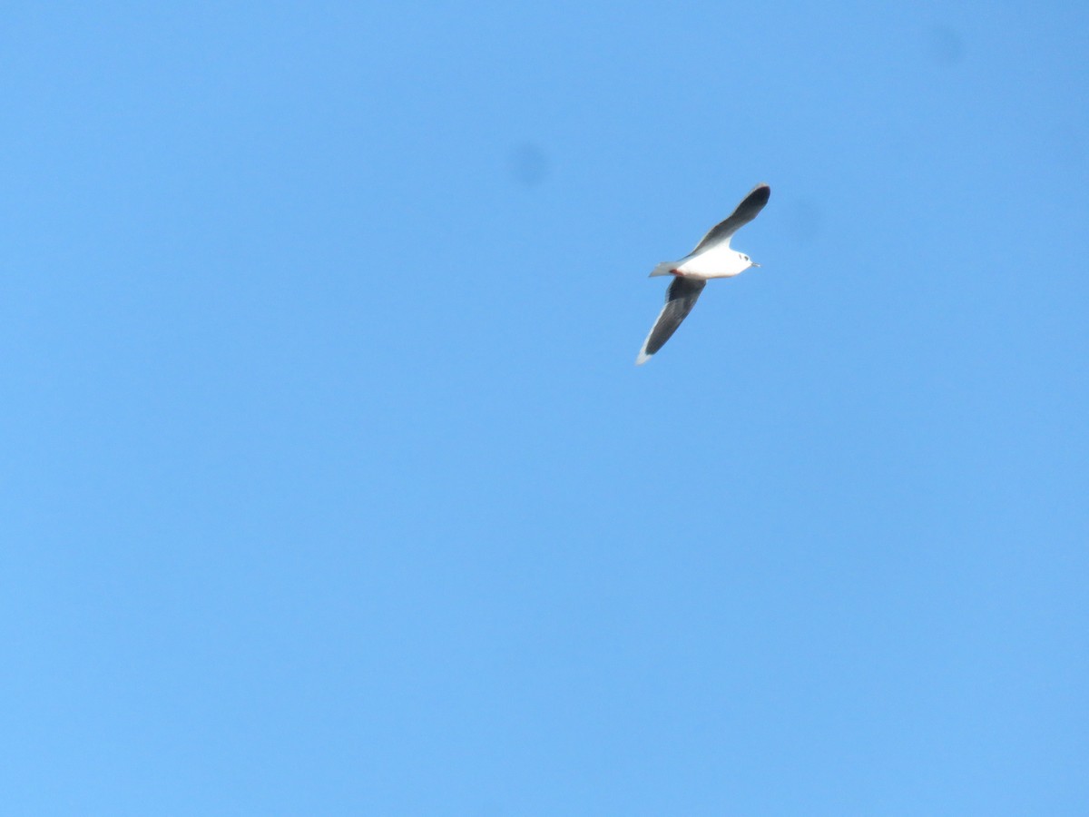 Mouette pygmée - ML612890956