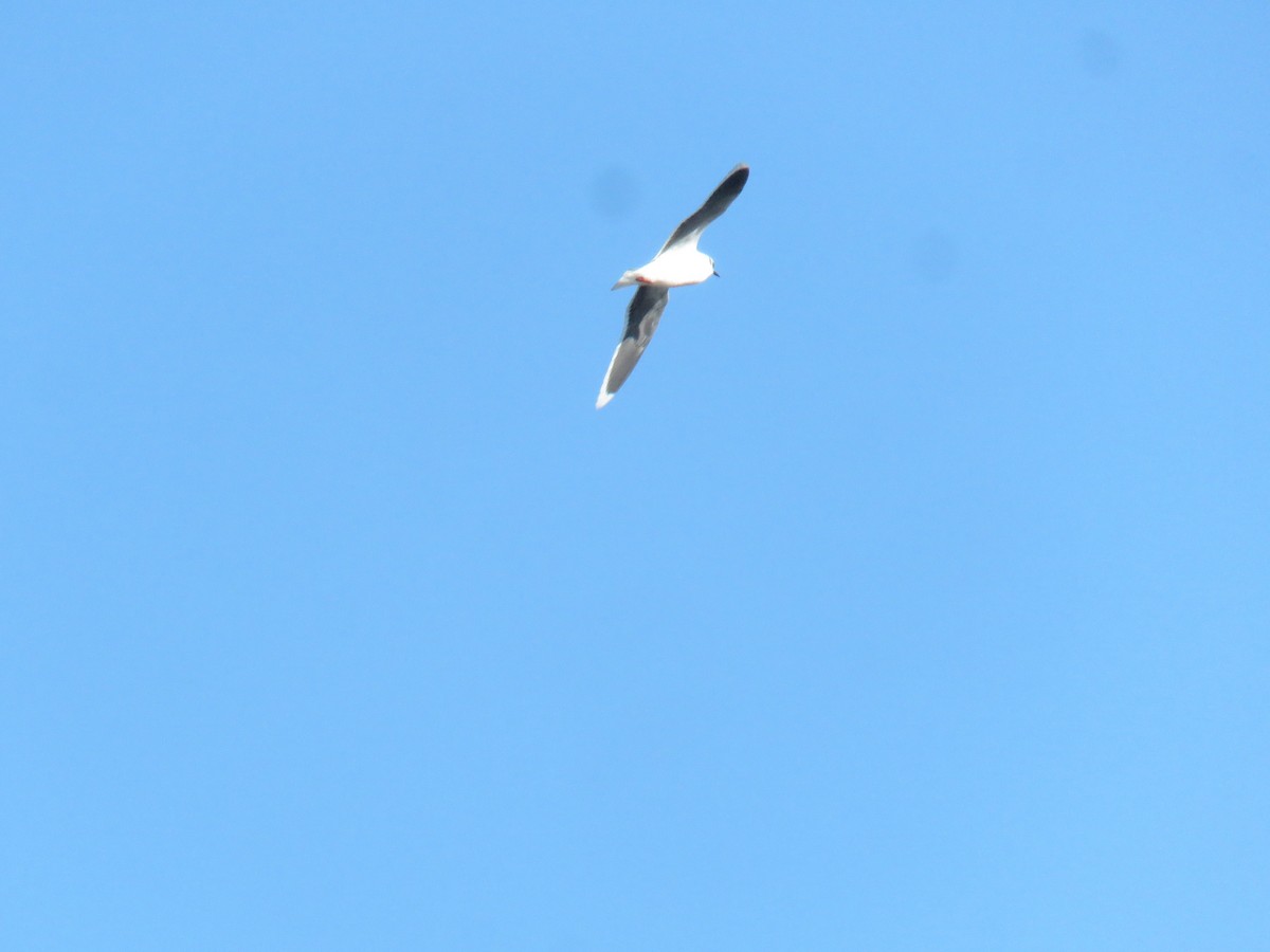 Mouette pygmée - ML612890957