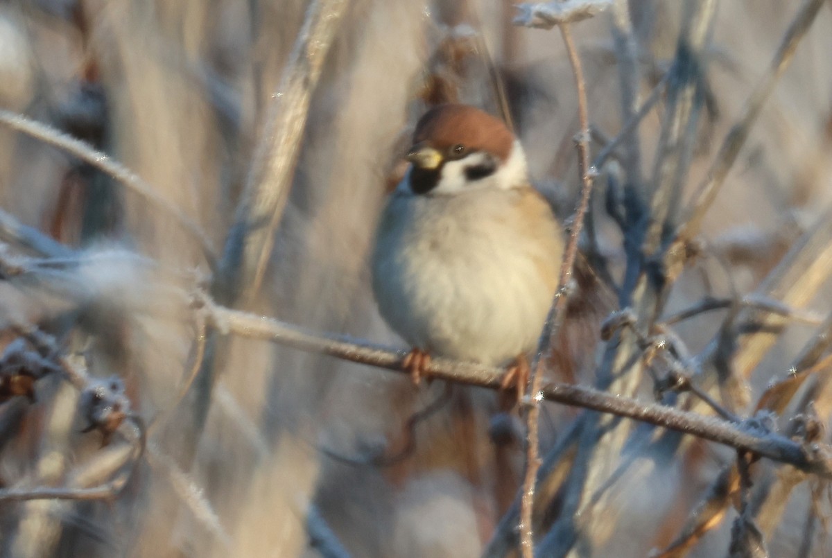 Eurasian Tree Sparrow - ML612890965