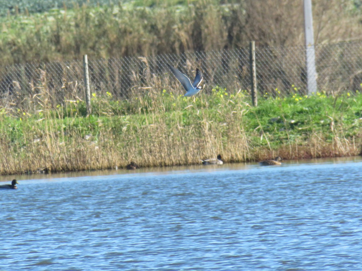 White-winged Tern - ML612890982