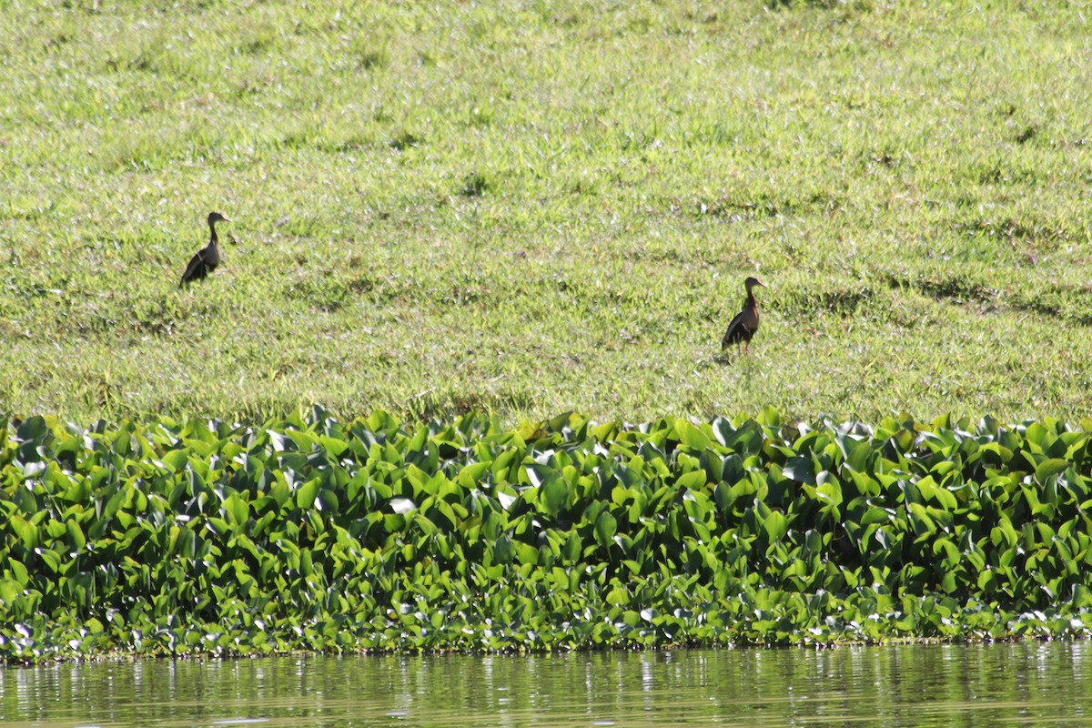 Black-bellied Whistling-Duck - ML612891005