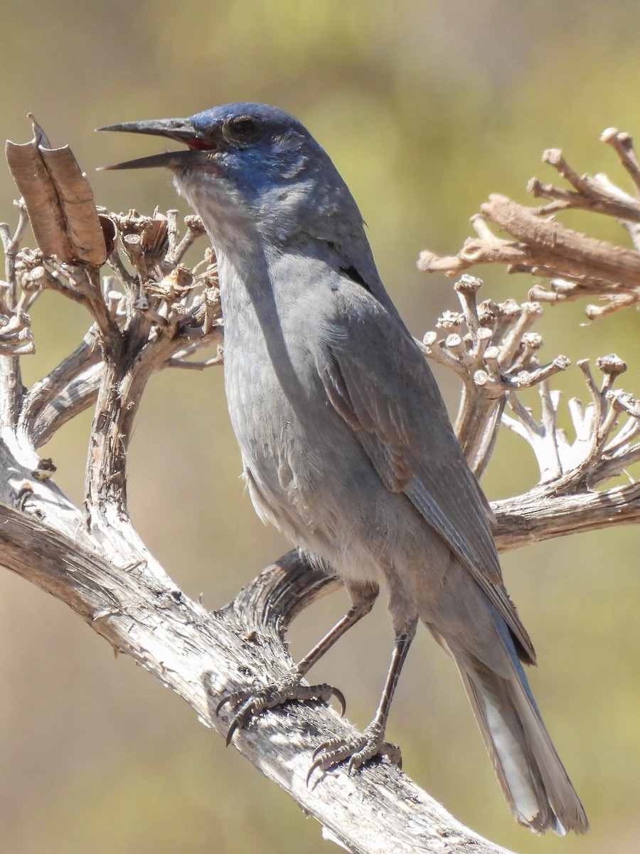 Pinyon Jay - ML612891030