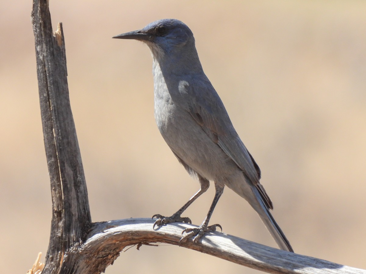 Pinyon Jay - ML612891032