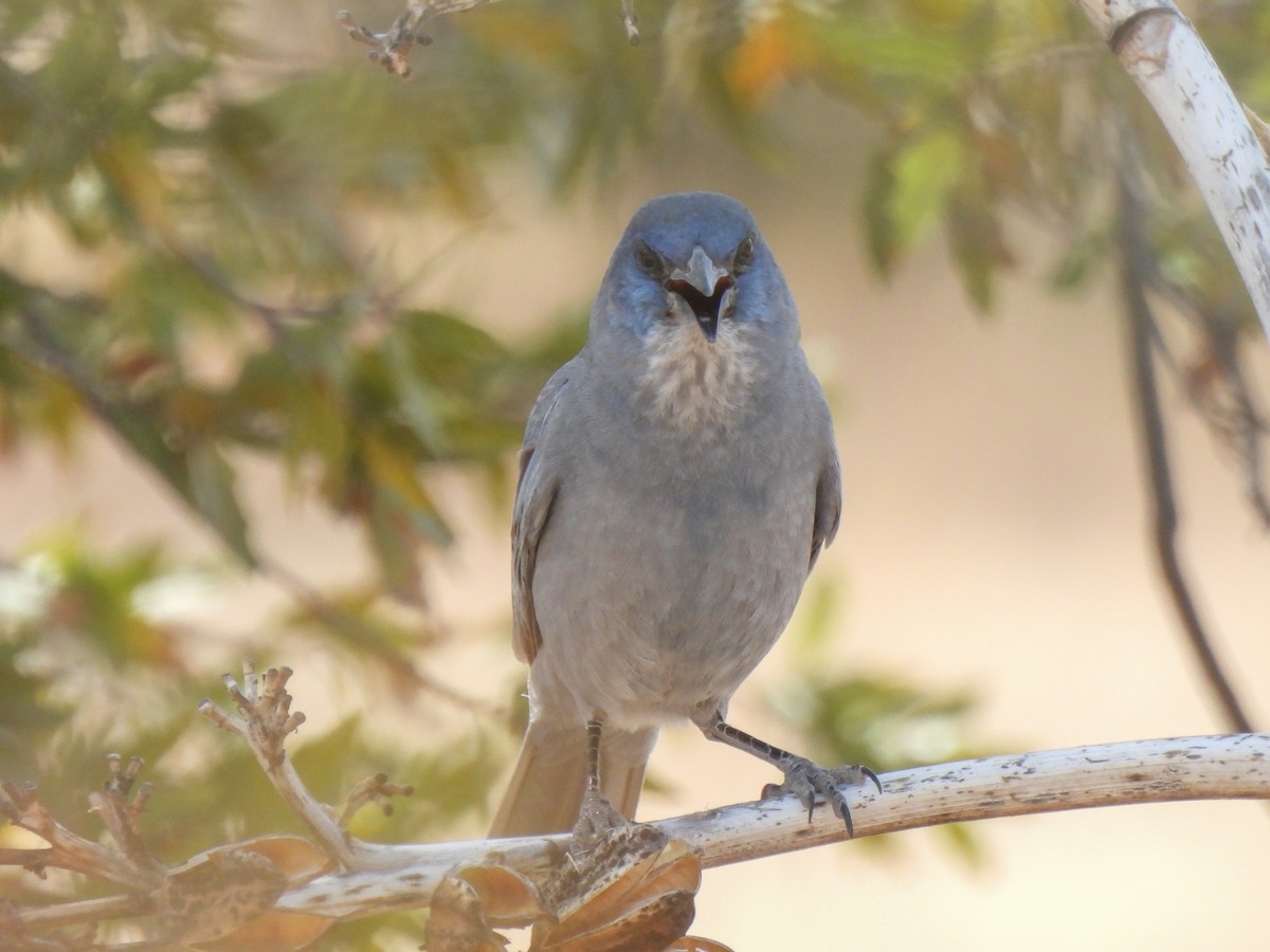 Pinyon Jay - ML612891033