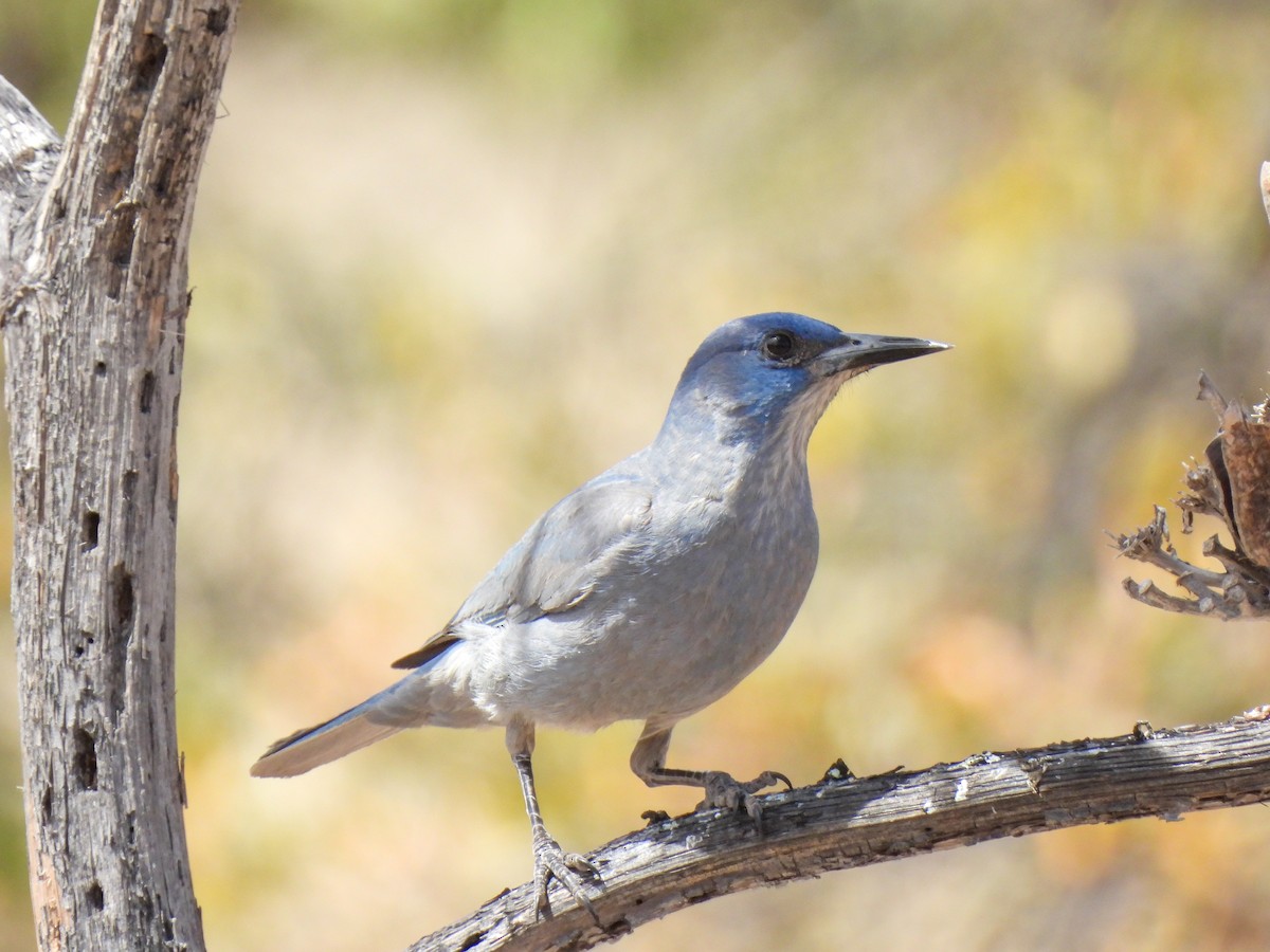 Pinyon Jay - ML612891034