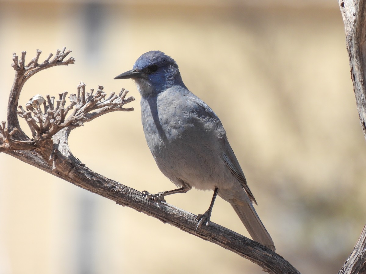 Pinyon Jay - ML612891035