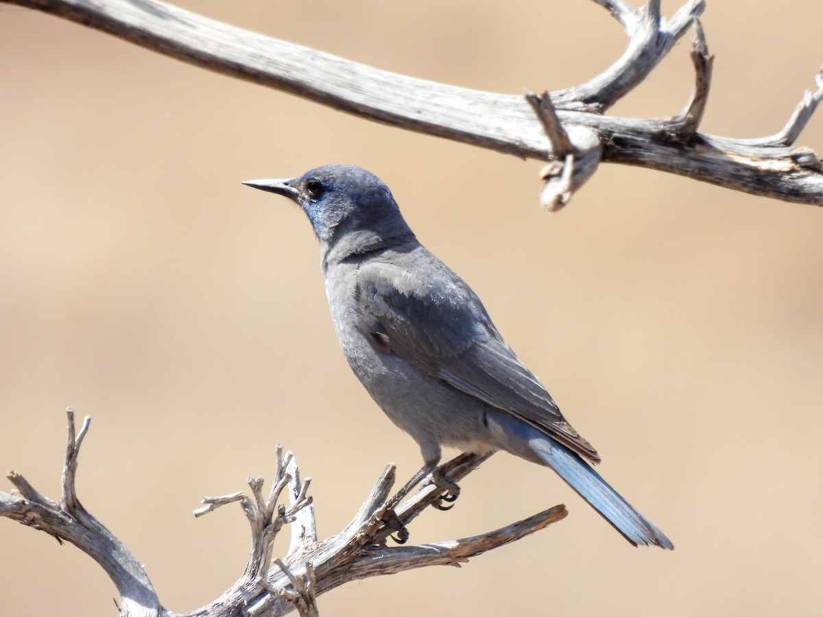 Pinyon Jay - ML612891036