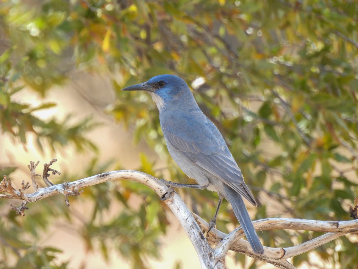 Pinyon Jay - ML612891039