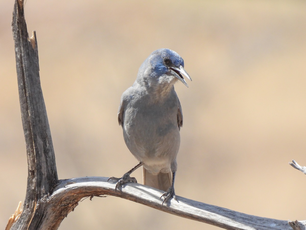 Pinyon Jay - ML612891042