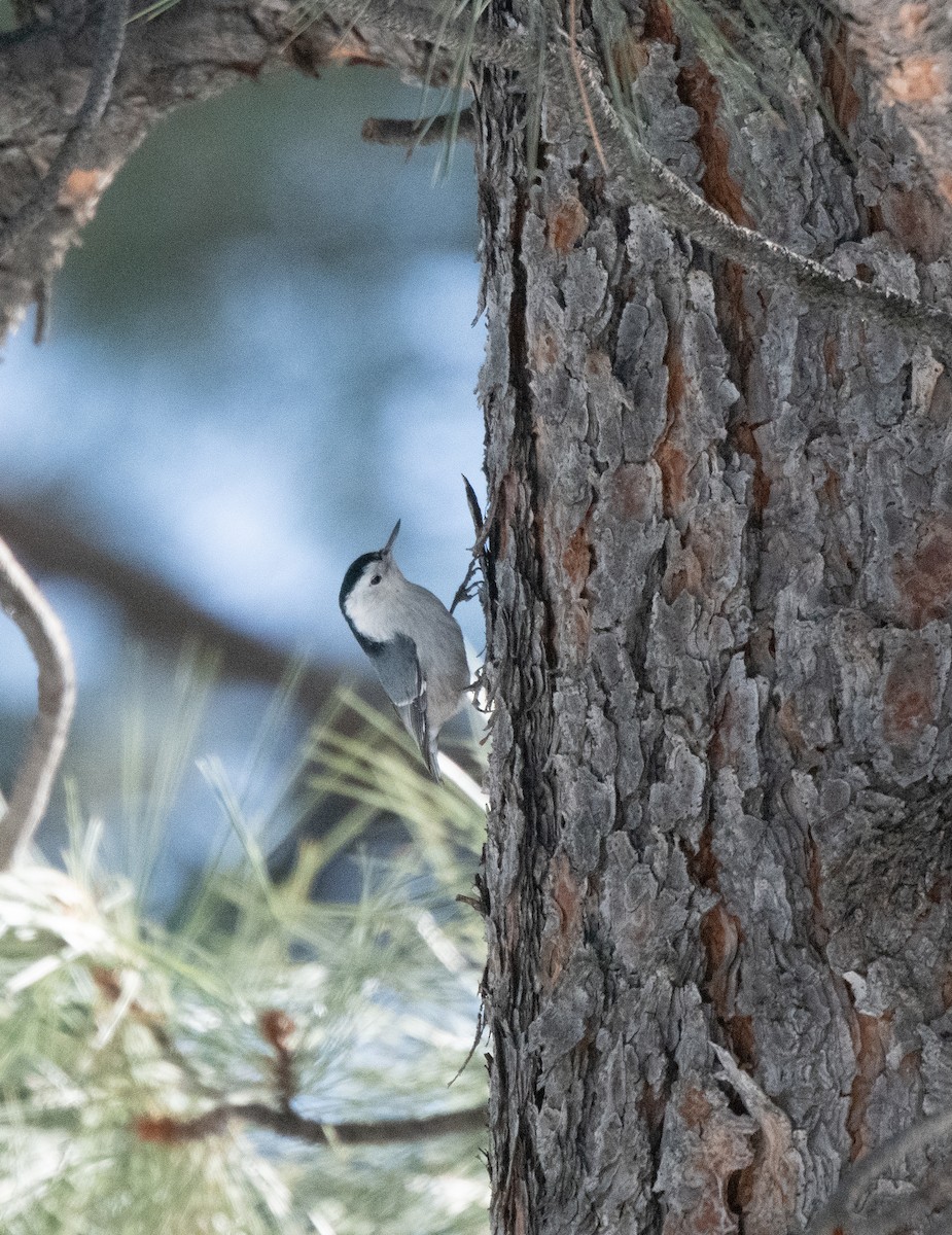 White-breasted Nuthatch - ML612891071