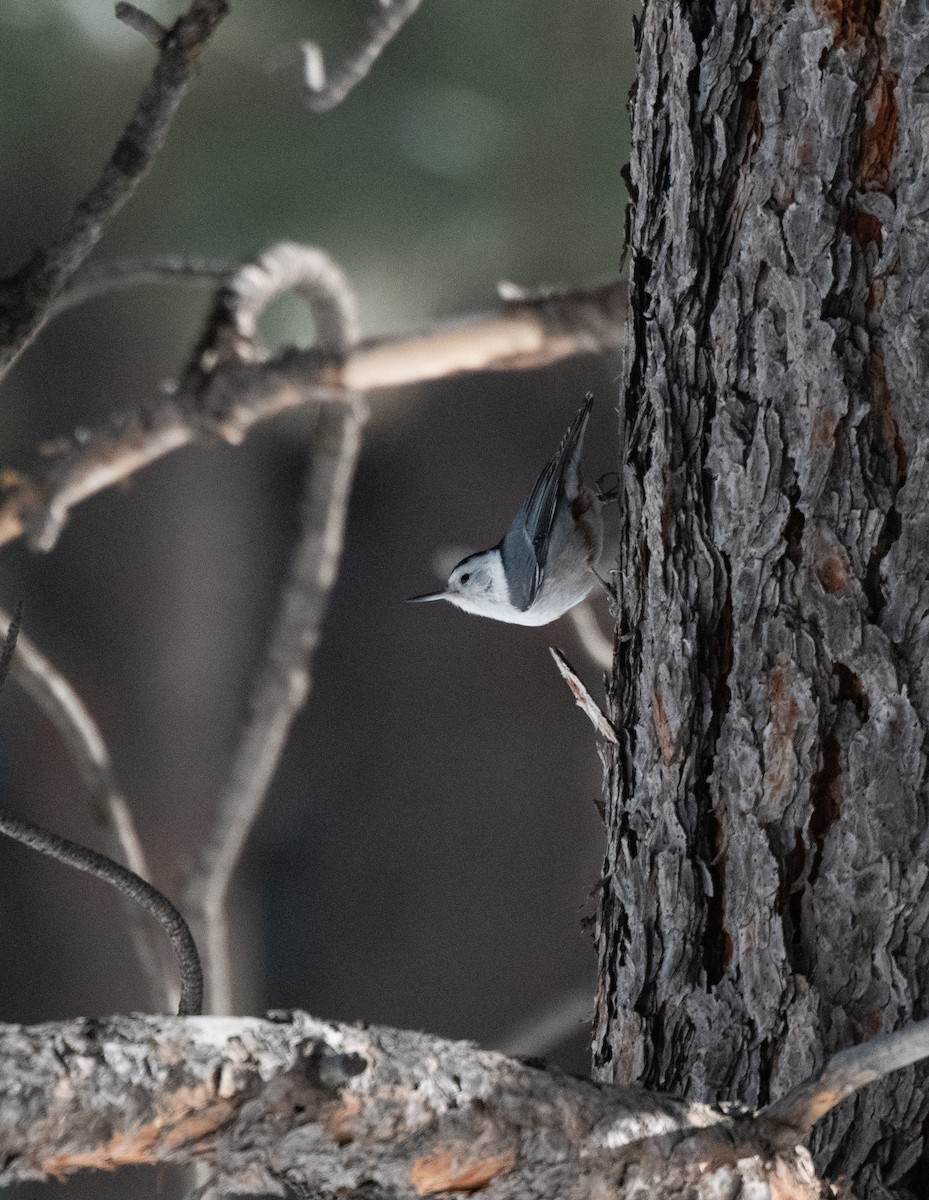 White-breasted Nuthatch - ML612891079