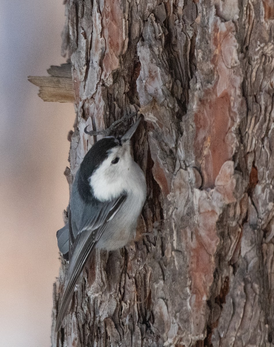 White-breasted Nuthatch - ML612891089