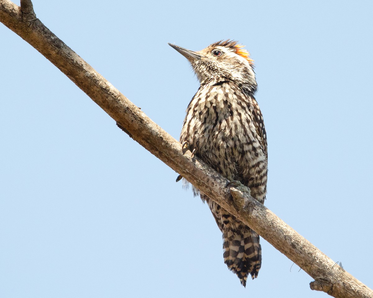 Striped Woodpecker - ML612891103