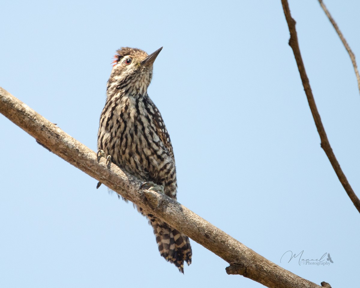 Striped Woodpecker - ML612891105