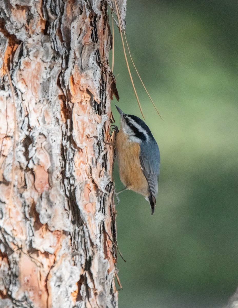 Red-breasted Nuthatch - ML612891118