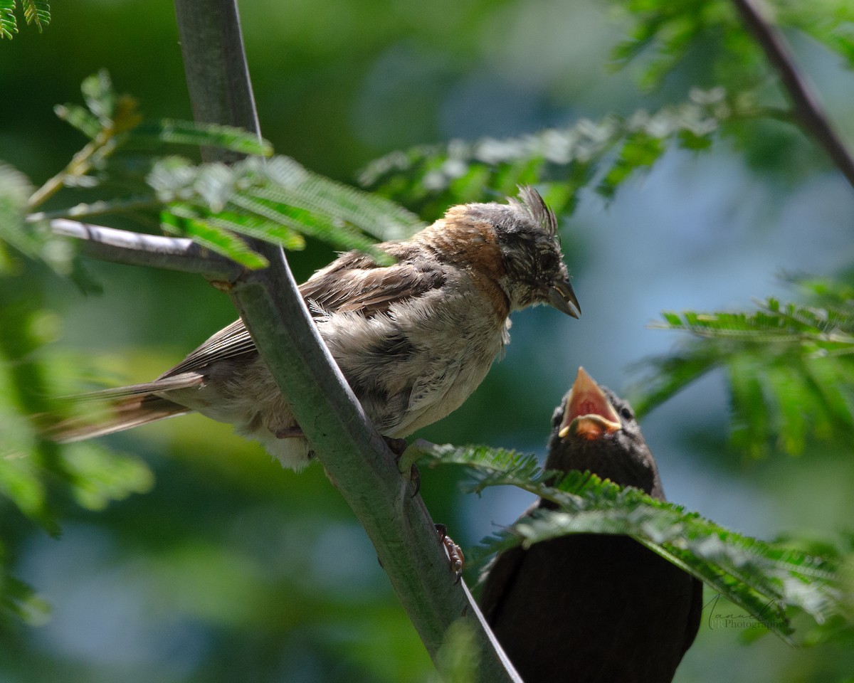 Shiny Cowbird - ML612891135