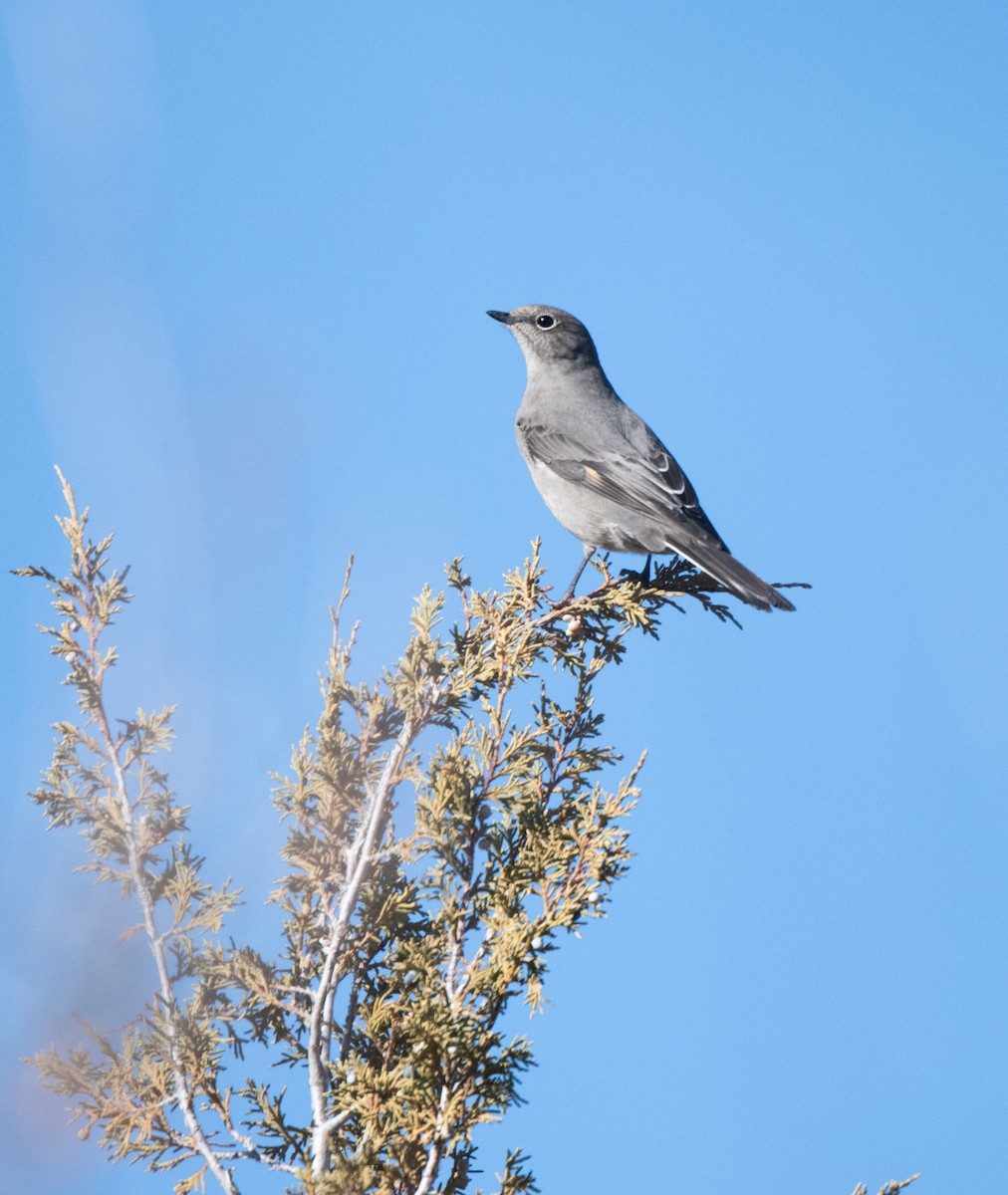 Townsend's Solitaire - ML612891138