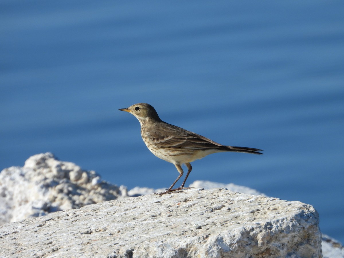 American Pipit - Stacie Downey