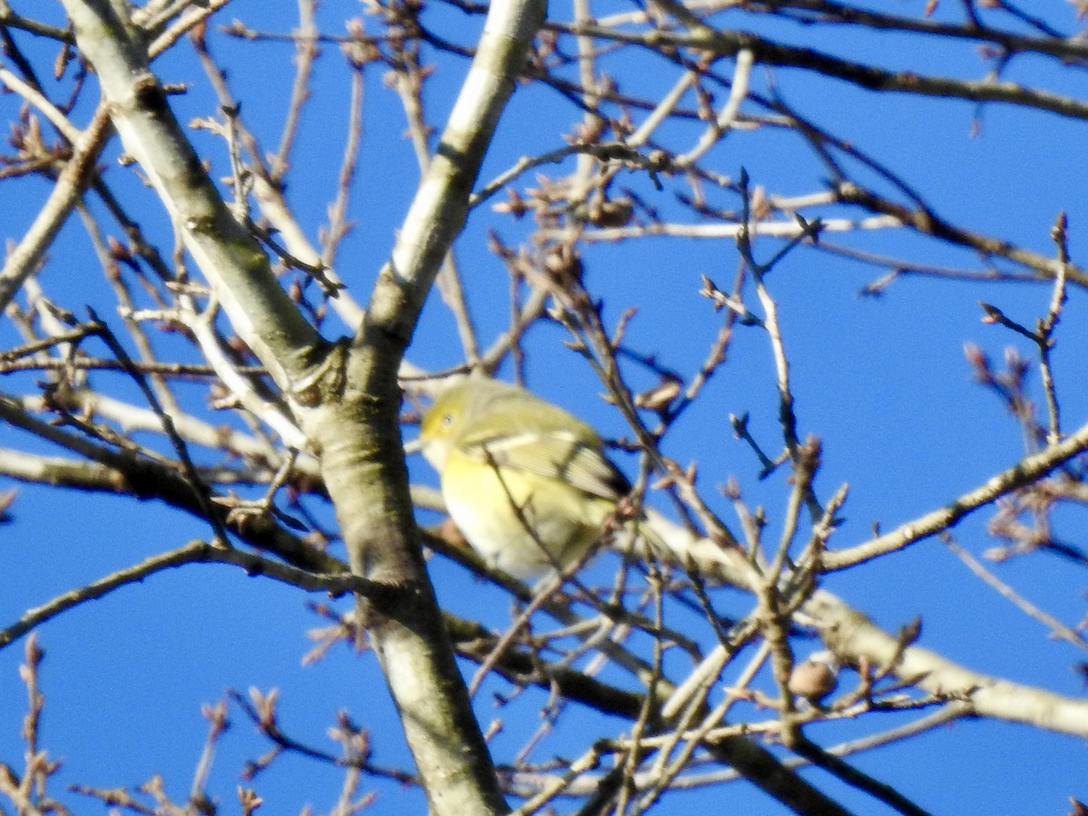 White-eyed Vireo - ML612891271