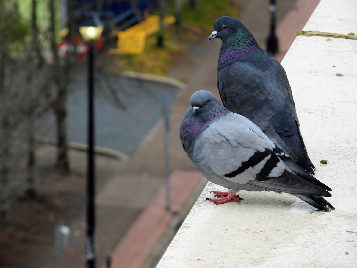 Rock Pigeon (Feral Pigeon) - ML612891286