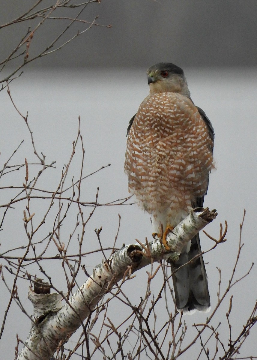 Cooper's Hawk - ML612891369