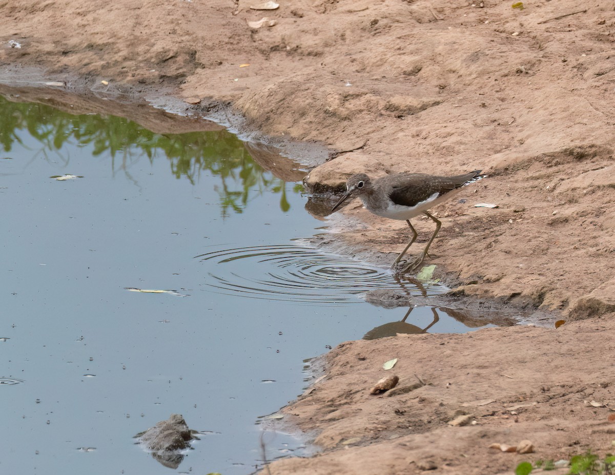 Solitary Sandpiper - ML612891394