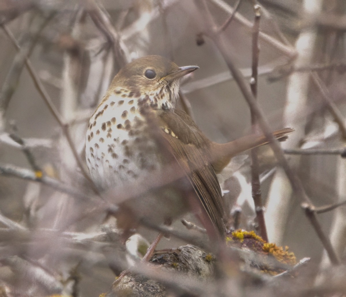 Grive solitaire (faxoni/crymophilus) - ML612891478