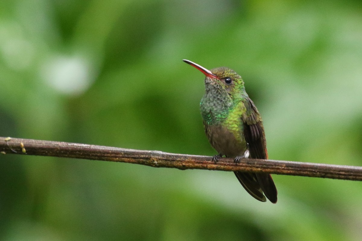 Rufous-tailed Hummingbird - ML612891509