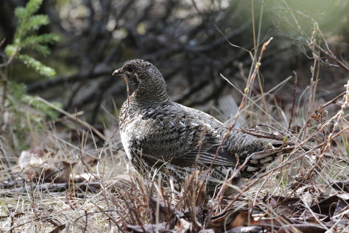 Spruce Grouse - ML612891634